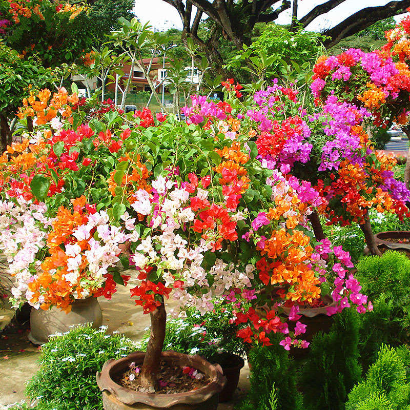 Egrow 100Pcs/Pack Colorful Bougainvillea Flower Seeds Spectabilis Willd Plants Perennial Flower Gard