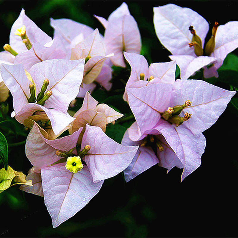 Egrow 100Pcs/Pack Colorful Bougainvillea Flower Seeds Spectabilis Willd Plants Perennial Flower Gard