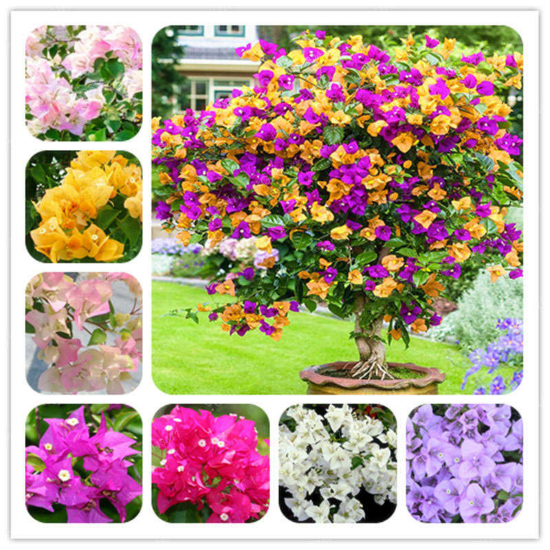 Egrow 100Pcs/Pack Colorful Bougainvillea Flower Seeds Spectabilis Willd Plants Perennial Flower Gard