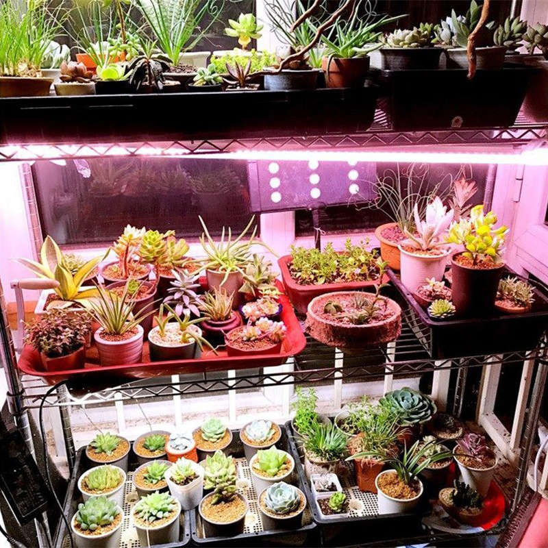 50W/100W Grow Light Full Spectrum LED Grow Lamp For Flower Plant Veg Hydroponics System ...-(Size A)
