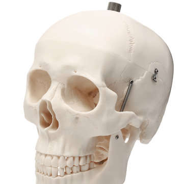 Life Size Human Adult Skull Model Cervical Spine Skeleton Model Anatomy Medical Model