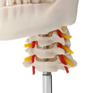 Life Size Human Adult Skull Model Cervical Spine Skeleton Model Anatomy Medical Model