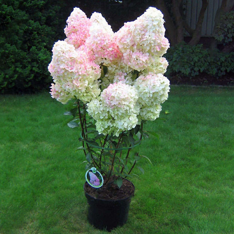 Egrow 20Pcs Hydrangea Flower Seed Vanilla Strawberry Seeds For Outdoor Home Planting Bonsai