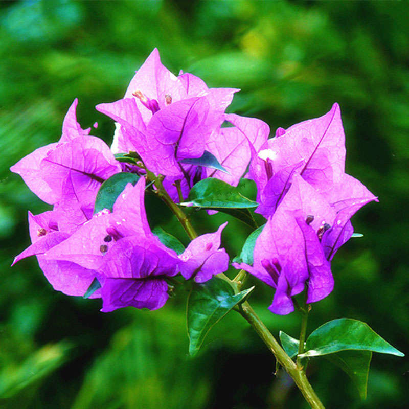 Egrow 100Pcs/Pack Colorful Bougainvillea Flower Seeds Spectabilis Willd Plants Perennial Flower Gard