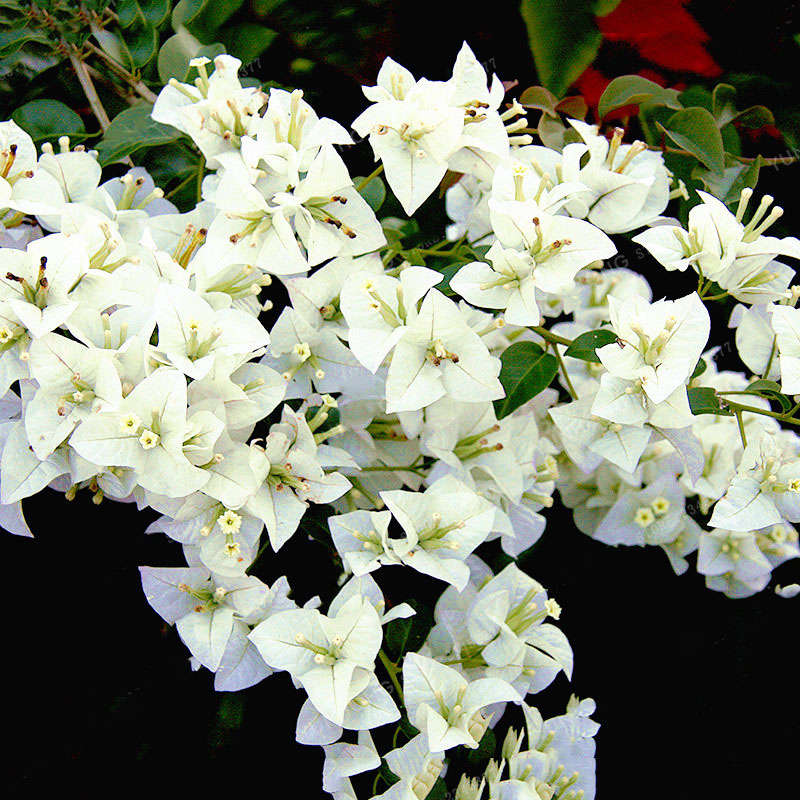Egrow 100Pcs/Pack Colorful Bougainvillea Flower Seeds Spectabilis Willd Plants Perennial Flower Gard