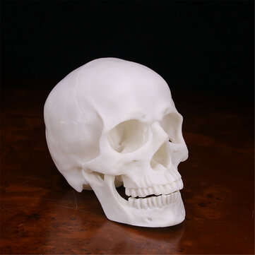Human Skull Handmade Decoration Goth Halloween Decor Gift Souvenirs Ornament
