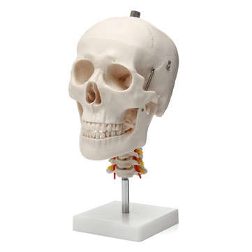 Life Size Human Adult Skull Model Cervical Spine Skeleton Model Anatomy Medical Model
