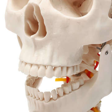 Life Size Human Adult Skull Model Cervical Spine Skeleton Model Anatomy Medical Model