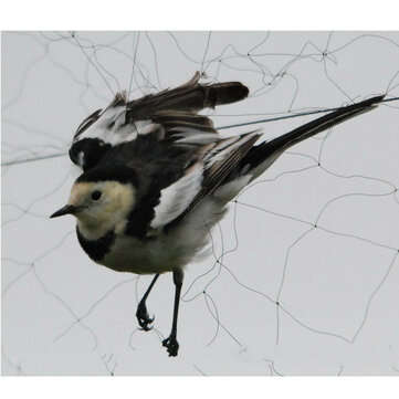 15x5m Anti Bird Mesh Mist Net 20mm Hole Orchard Protect Prevent Sparrow