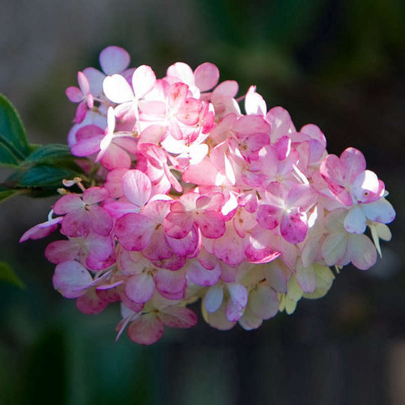 Egrow 50Pcs Vanilla Strawberry Hydrangea Flower Seeds Planting Flower Bonsai Tree Seeds