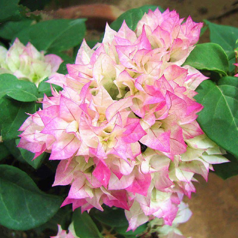 Egrow 100Pcs/Pack Colorful Bougainvillea Flower Seeds Spectabilis Willd Plants Perennial Flower Gard