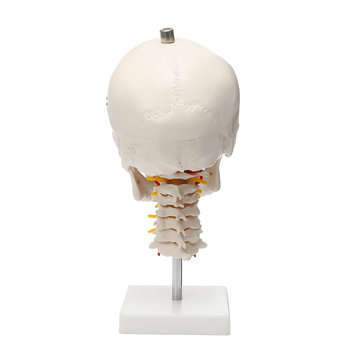 Life Size Human Adult Skull Model Cervical Spine Skeleton Model Anatomy Medical Model