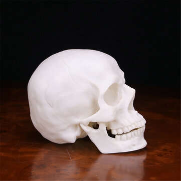 Human Skull Handmade Decoration Goth Halloween Decor Gift Souvenirs Ornament
