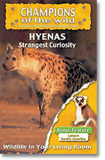 Hyenas - Champions Of The Wild - Hyenas / Lemurs In Association With Discovery Channel ALL AGES