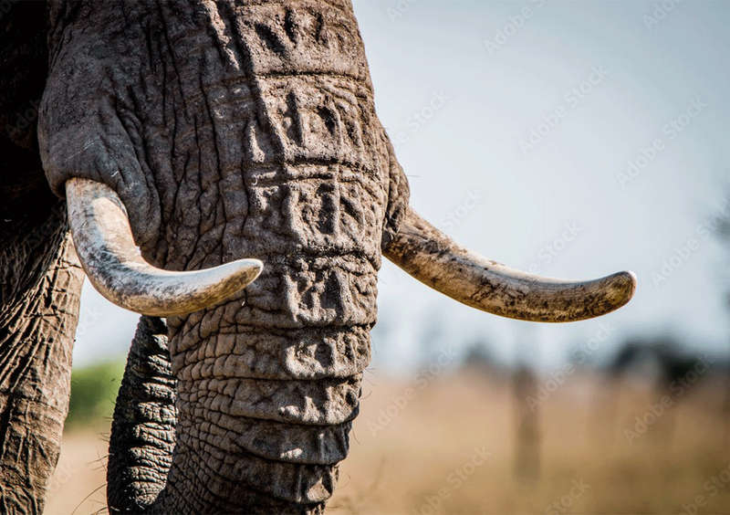 Elephant tusks