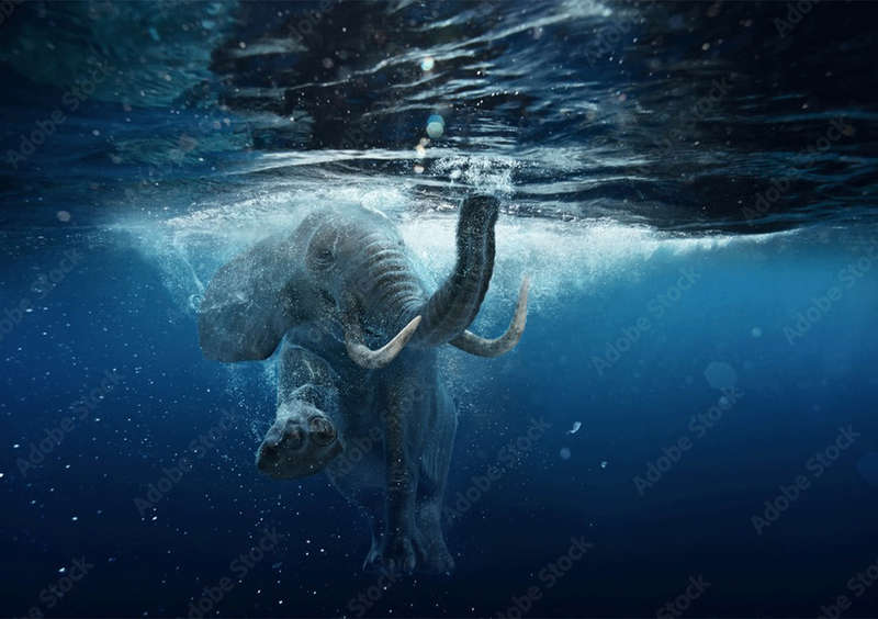 African Elephant Swimming Underwater.