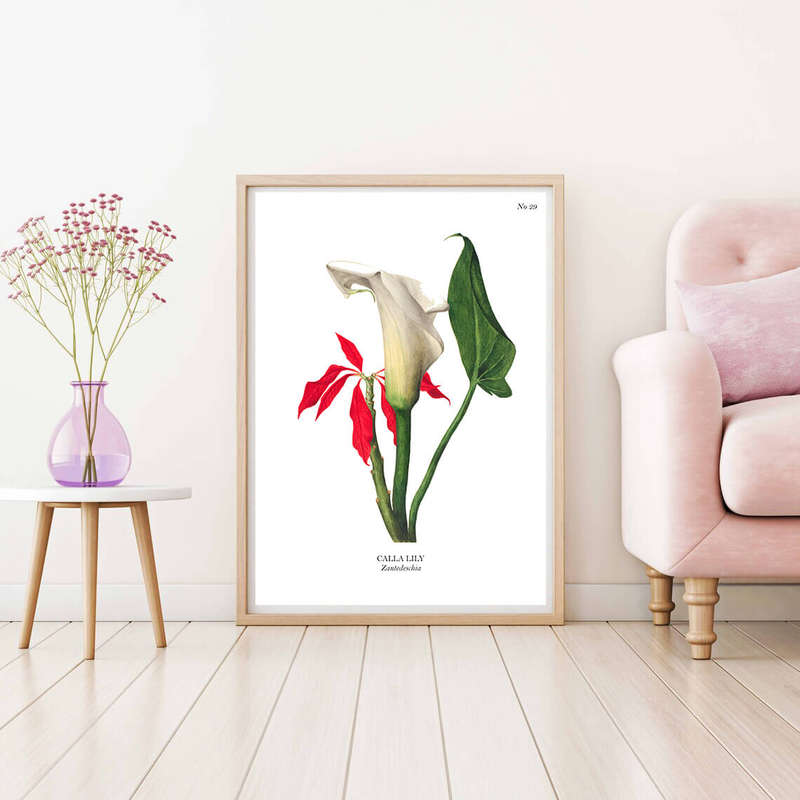 Calla Lily Botanical Art Print by Mary Vaux Walcott