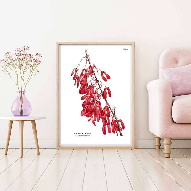 Carolina Maple Botanical Art Print by Mary Vaux Walcott