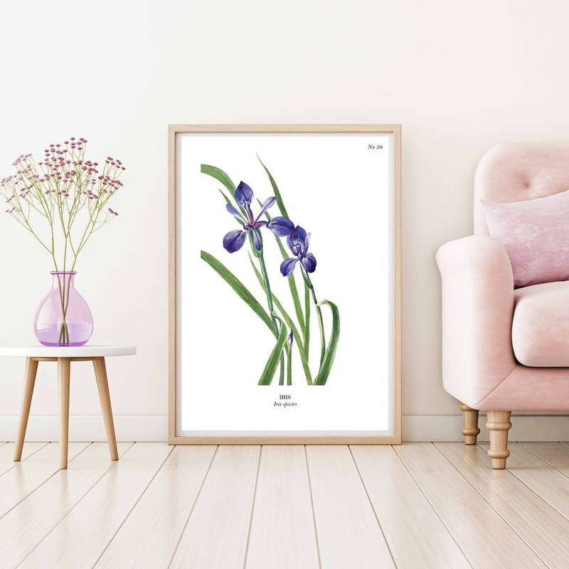 Iris Botanical Art Print by Mary Vaux Walcott