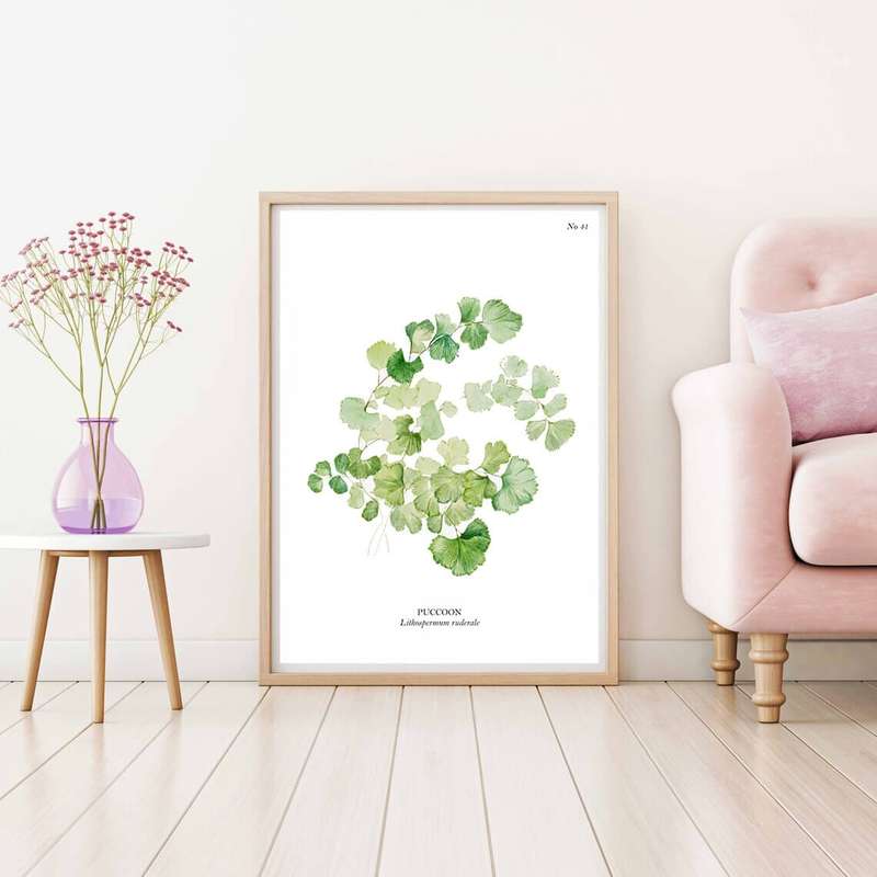 Puccoon Botanical Art Print by Mary Vaux Walcott