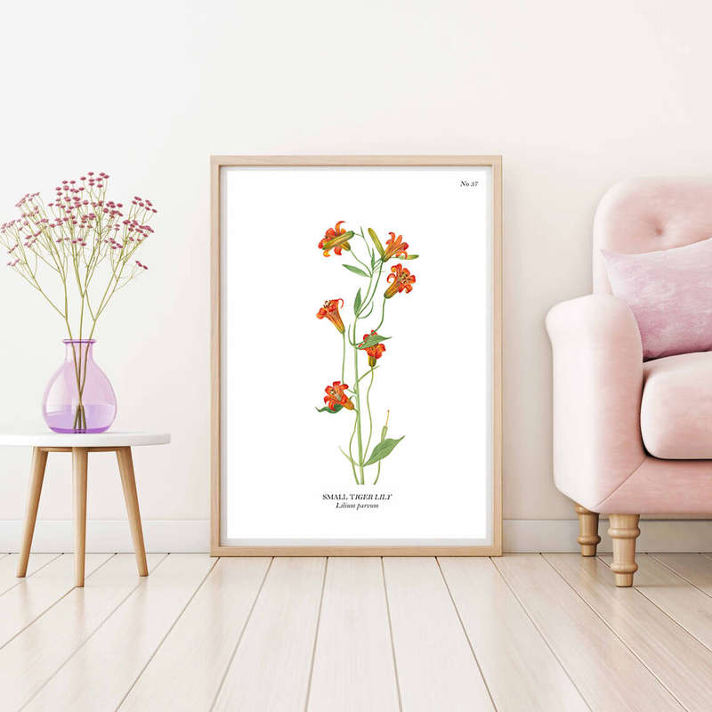 Small Tiger Lily Botanical Art Print by Mary Vaux Walcott