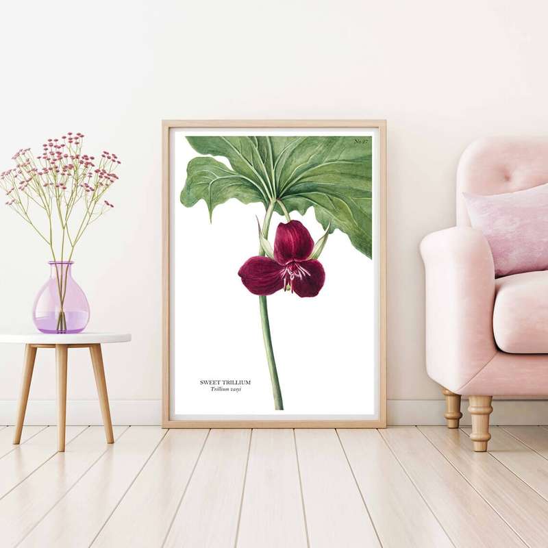 Sweet Trillium Botanical Art Print by Mary Vaux Walcott