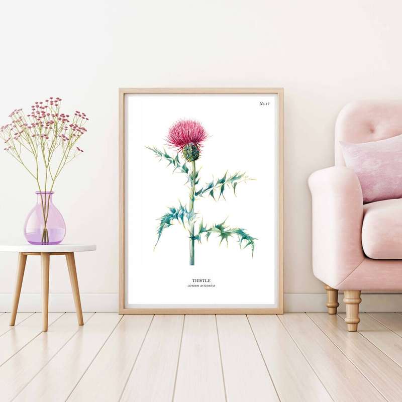 Thistle Botanical Art Print by Mary Vaux Walcott