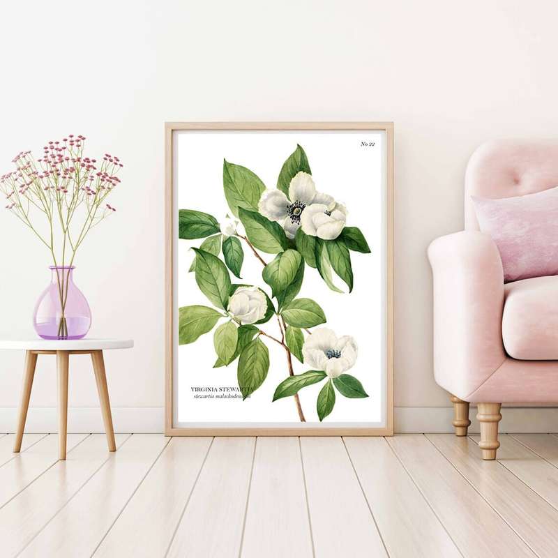Virginia Stewarta Botanical Art Print by Mary Vaux Walcott
