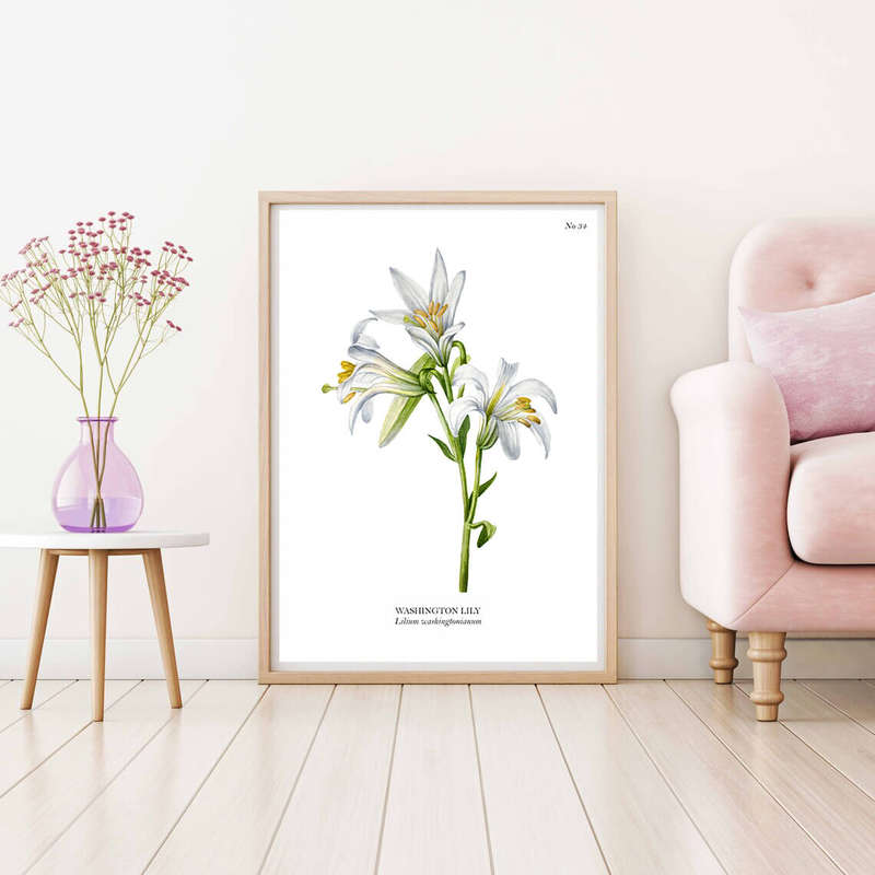 Washington Lily Botanical Art Print by Mary Vaux Walcott
