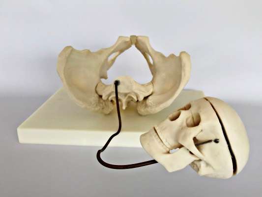 Birth Demonstration Model