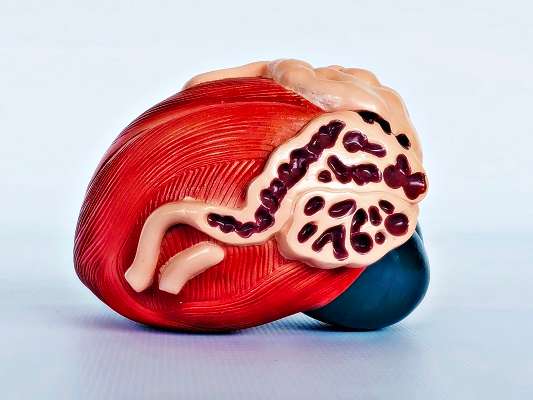 Bladder Expansion Model