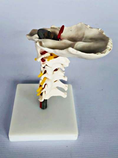 Cervical Spine on Stand