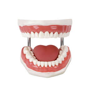 Dental Care Model