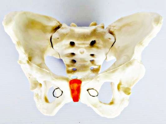 Female Pelvis Model