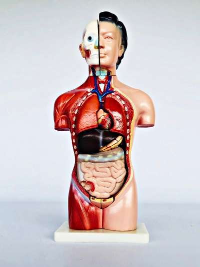 Female Torso 42cm  15 Part
