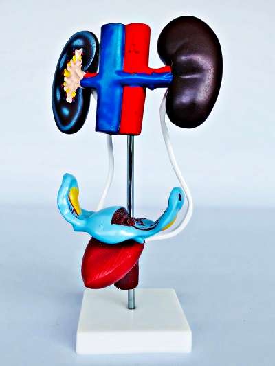 Female Urogenital Model
