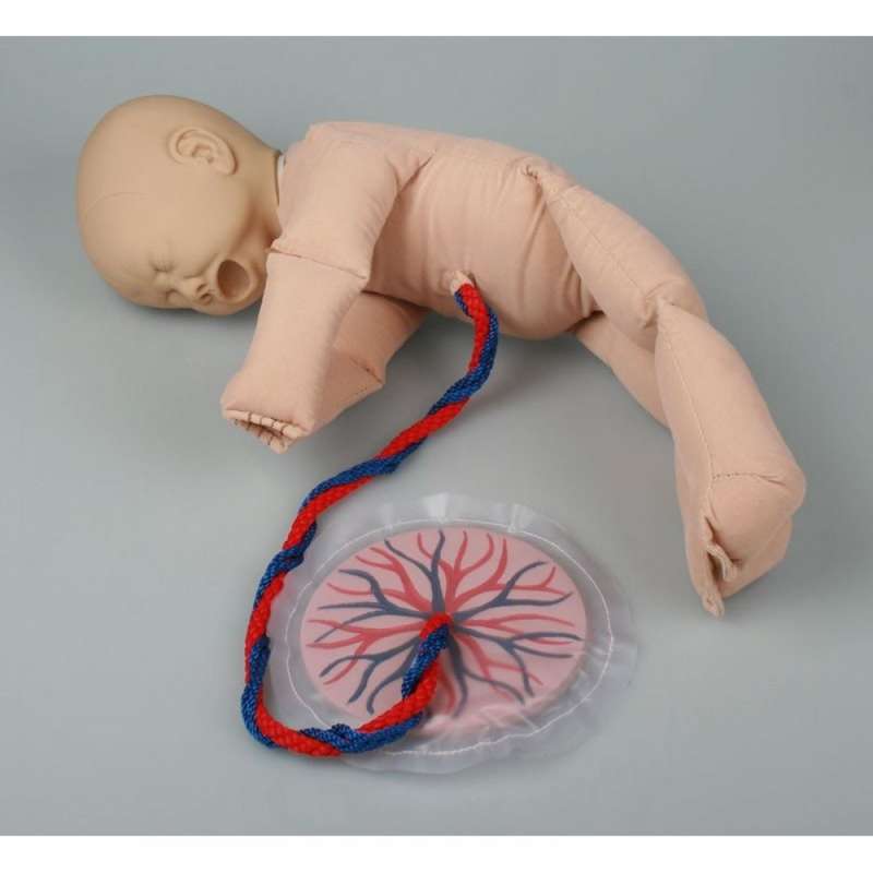 Foetal Doll With Placenta