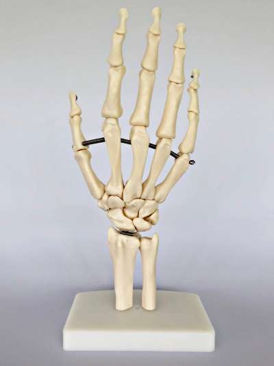 Hand Joint on Stand