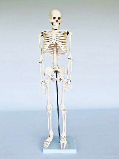 Junior Skeleton 85cm Tall