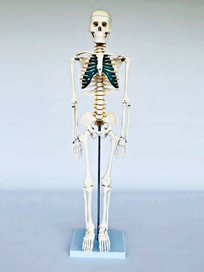 Junior Skeleton with Spinal Nerves 85cm