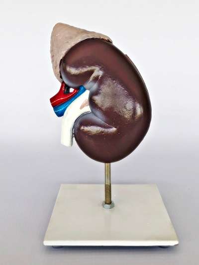 Kidney 2 Part Model