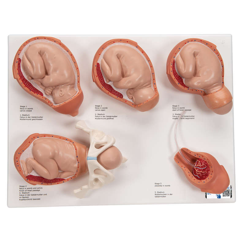 Labor Stages Model