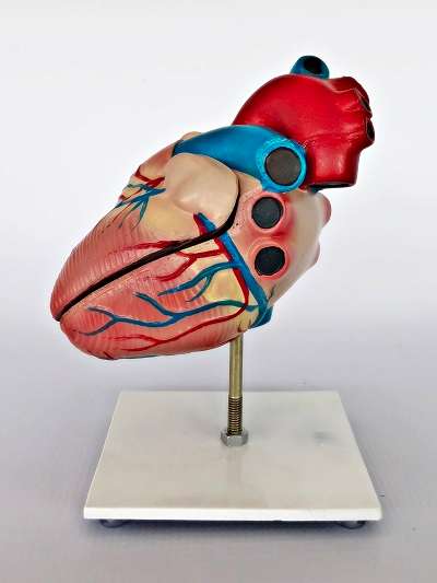Life Size Heart Model