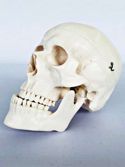 Life Size Scull