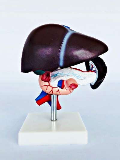 Liver, Pancreas & Duodenum Model