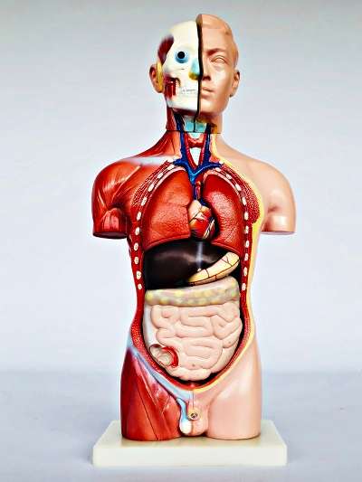 Male Torso 42cm  13 Part