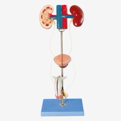 Male Urinary Organ