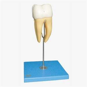 Molar Module