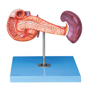 Pancreas with Spleen and Duodenum
