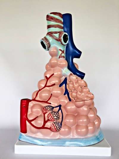Pulmonary Model